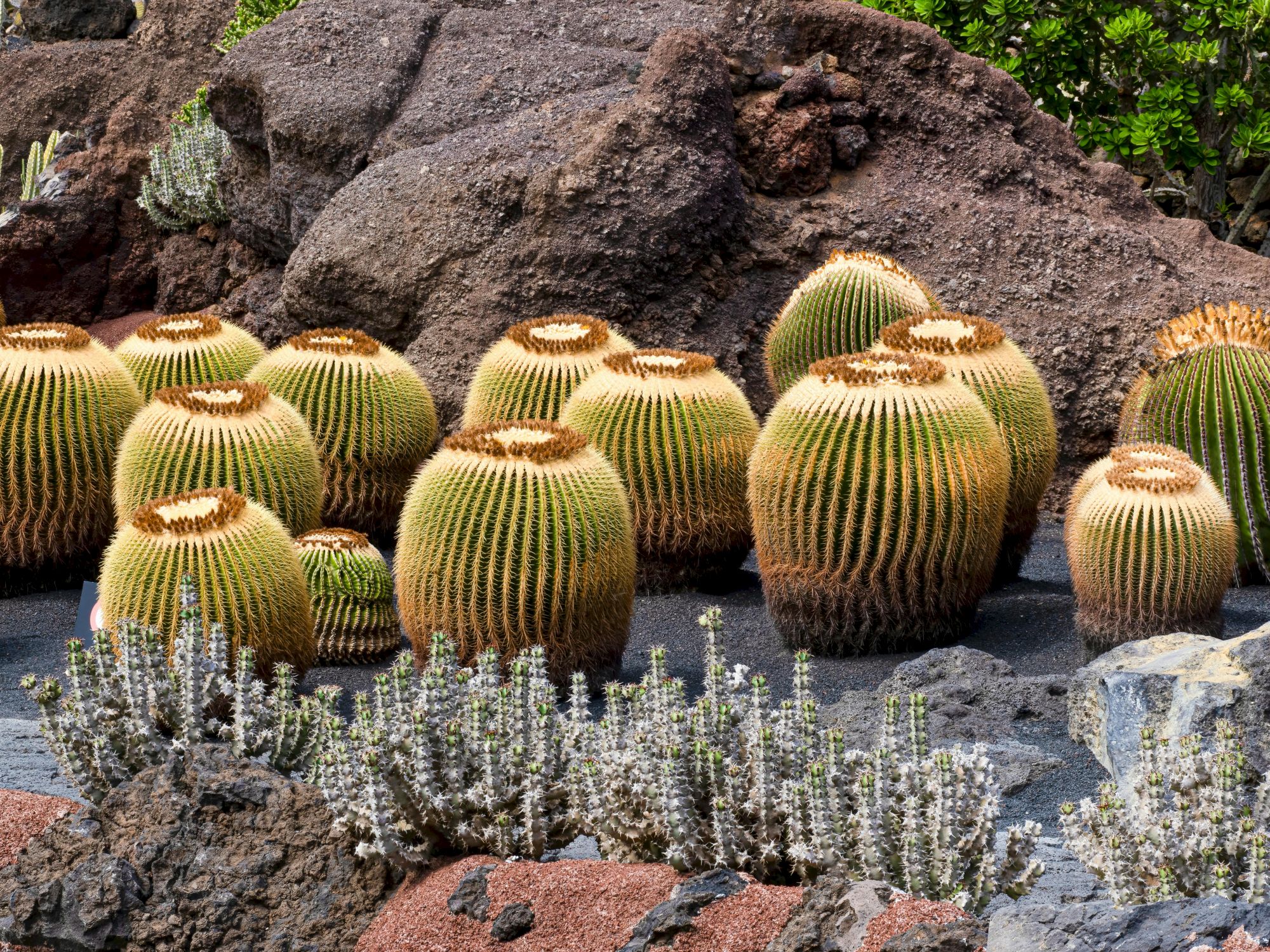 A collection of round, ribbed, yellow-green cacti or succulents clustered among volcanic rocks with some white flowering plants in the foreground.
