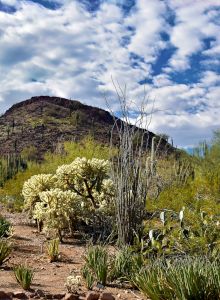 A desert landscape with a low hill, sparse cacti and shrubs, some flowering succulents in the foreground, and a bright blue sky with scattered clouds.