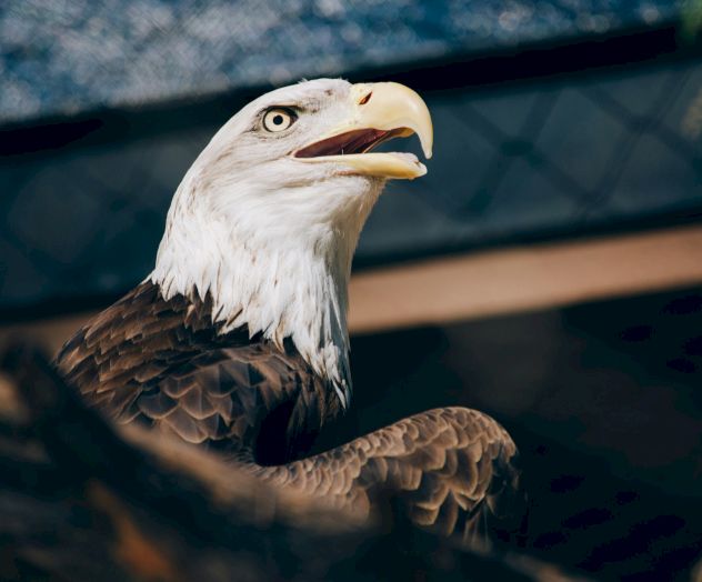 A majestic bald eagle perched, head turned with a sharp beak slightly open, against a dark blurred background.