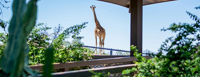 A tropical balcony with lush greenery, a wooden pergola, and a scenic view of water beyond the railings.