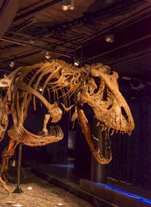 A wild-looking skeletal horse figure with a tattered, dark cape-like cloth and eerie lighting.