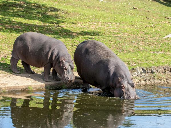 Two hippos stand at a pond&rsquo;s edge, drinking and cooling their bodies as the grassy bank glows in sunlight.