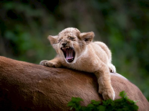 A young lion cub on a rock, mouth open wide as if roaring or yawning, in a natural green backdrop.