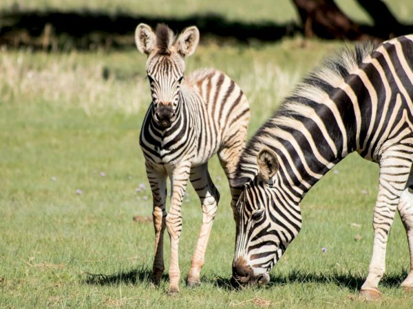 Two zebras grazing on a sunny grassy field, one foal standing nearby, in a savanna-like scene. End of sentence.