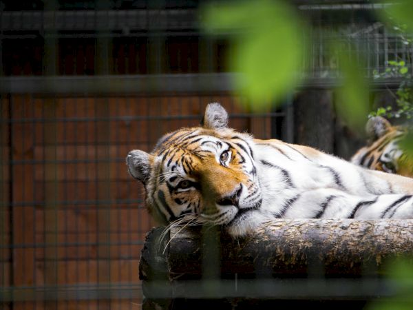 A tiger rests on a log inside a enclosure, looking relaxed with a soft gaze, surrounded by blurry green leaves.