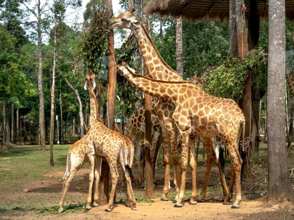 A group of tall giraffes stands among trees in a zoo or park, with several youngsters and adults in a sandy yard.