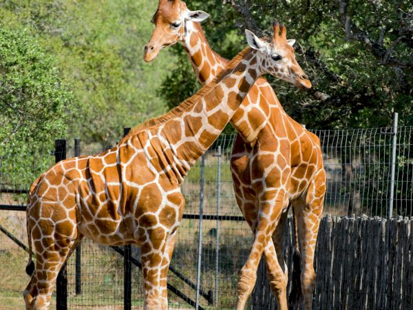 Two giraffes stand close together in a sunny enclosure, one with its neck curved while the other leans in, green trees in the background.