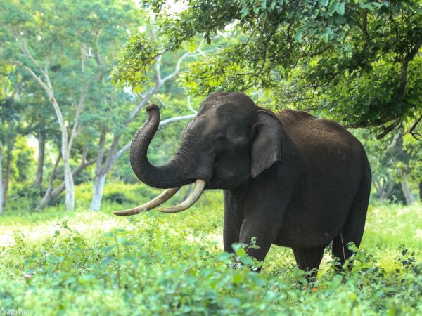 An elephant standing in a green clearing, tusks curved upward, big ears, trees in the background, midday sunlight.