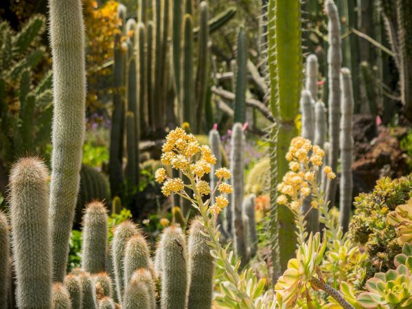 A dense desert garden of tall cacti with yellow flowering succulents and warm sunlight filtering through.
