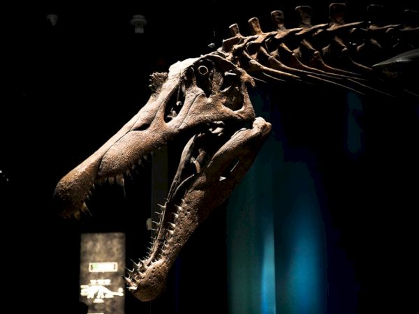 A dinosaur skeleton on display, with a large skull and long neck bones visible against a dark background.